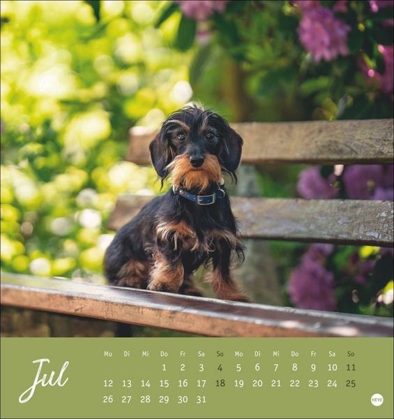 Produktbild: Dackel Postkartenkalender 2027