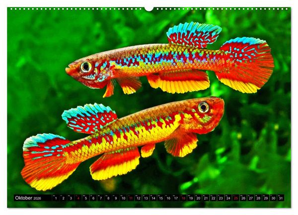 Produktbild: Bunte Fische der Welt - Killifische (Wandkalender 2026 DIN A2 quer), CALVENDO Monatskalender