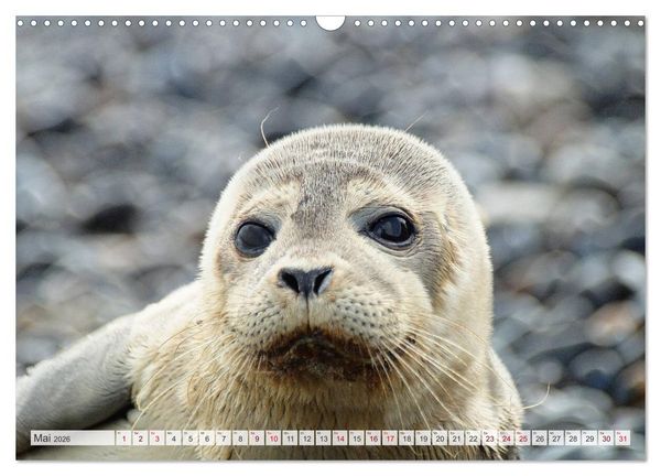 Produktbild: Guck mal ... Robben im Wattenmeer (Wandkalender 2026 DIN A3 quer), CALVENDO Monatskalender