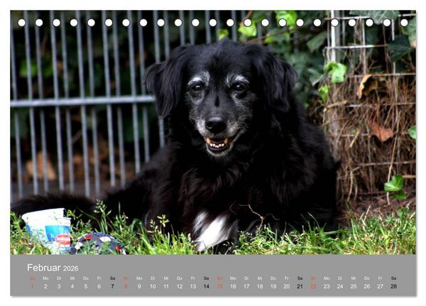 Produktbild: Graue Schnuten - Hunde in den besten Jahren (Tischkalender 2026 DIN A5 quer), CALVENDO Monatskalender