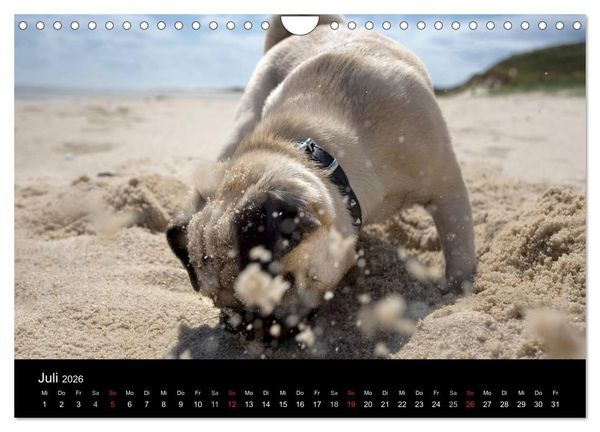 Produktbild: Mops 2026 (Wandkalender 2026 DIN A4 quer), CALVENDO Monatskalender