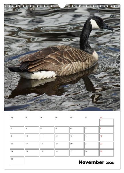 Produktbild: Gl&uuml;ckliche G&auml;nse (Wandkalender 2026 DIN A3 hoch), CALVENDO Monatskalender