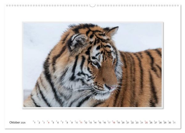 Produktbild: Emotionale Momente: Tiger - Kraft & Sch&ouml;nheit. / CH-Version (Wandkalender 2026 DIN A2 quer), CALVENDO Monatskalender
