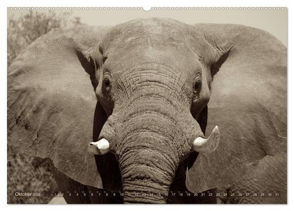 Produktbild: Botswana &ndash; Impressionen aus Afrika (hochwertiger Premium Wandkalender 2026 DIN A2 quer), Kunstdruck in Hochglanz