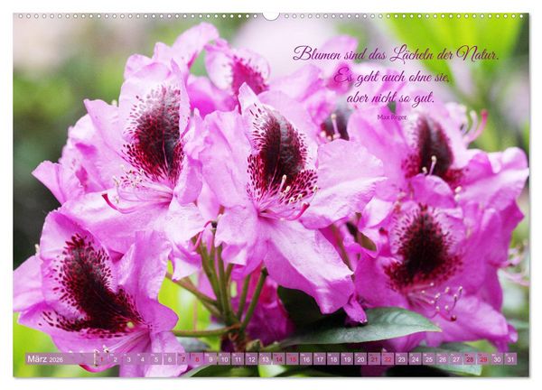 Produktbild: Rhododendren und Poesie (Wandkalender 2026 DIN A2 quer), CALVENDO Monatskalender