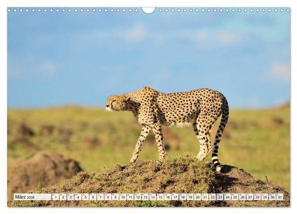 Produktbild: Faszinaton Afrika: Geparde (Wandkalender 2026 DIN A3 quer), CALVENDO Monatskalender