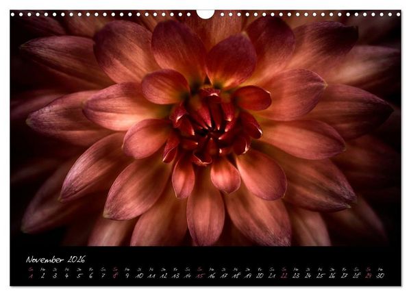 Produktbild: Serenade - Visuelle Musik der Blumen (Wandkalender 2026 DIN A3 quer), CALVENDO Monatskalender