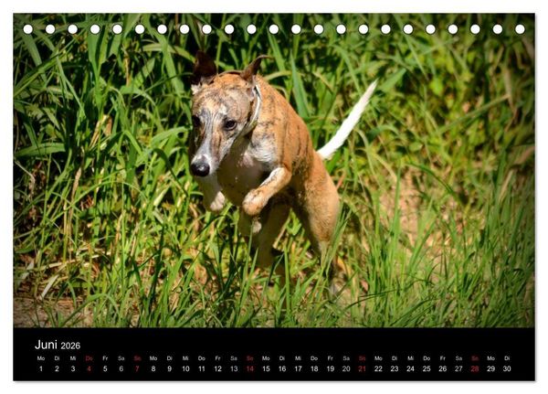 Produktbild: Whippets in Aktion (Tischkalender 2026 DIN A5 quer), CALVENDO Monatskalender