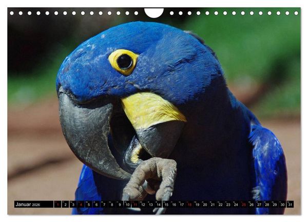 Produktbild: Brasilien. Sonne, Natur und Samba (Wandkalender 2026 DIN A4 quer), CALVENDO Monatskalender