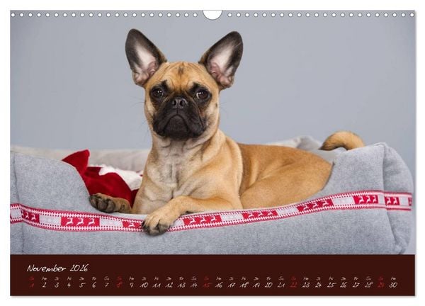 Produktbild: Franz&ouml;sische Bulldoggen (Wandkalender 2026 DIN A3 quer), CALVENDO Monatskalender