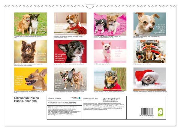 Produktbild: Chihuahua: Kleine Hunde, aber oho (Wandkalender 2026 DIN A3 quer), CALVENDO Monatskalender