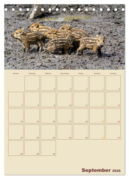Produktbild: Wildschweine (Tischkalender 2026 DIN A5 hoch), CALVENDO Monatskalender