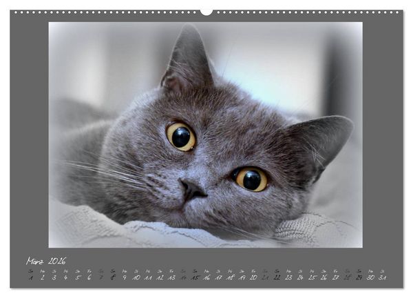 Produktbild: GRAUE ENGEL Britischkurzhaar-Katzen (hochwertiger Premium Wandkalender 2026 DIN A2 quer), Kunstdruck in Hochglanz