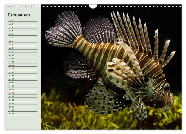 Produktbild: Knallbunte Wasserwelt. Die Welt der Fische (Wandkalender 2026 DIN A3 quer), CALVENDO Monatskalender