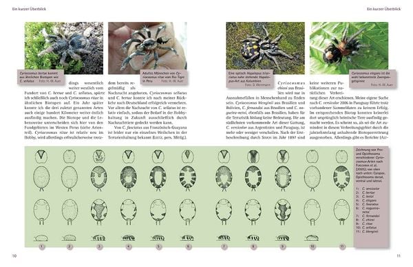Produktbild: Zwergvogelspinnen