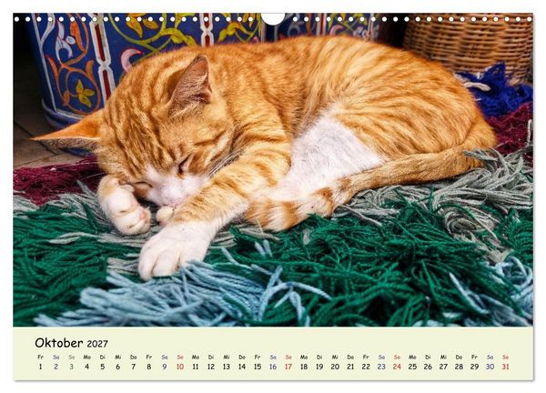 Produktbild: MarokkoCats (Wandkalender 2027 DIN A3 quer), CALVENDO Monatskalender