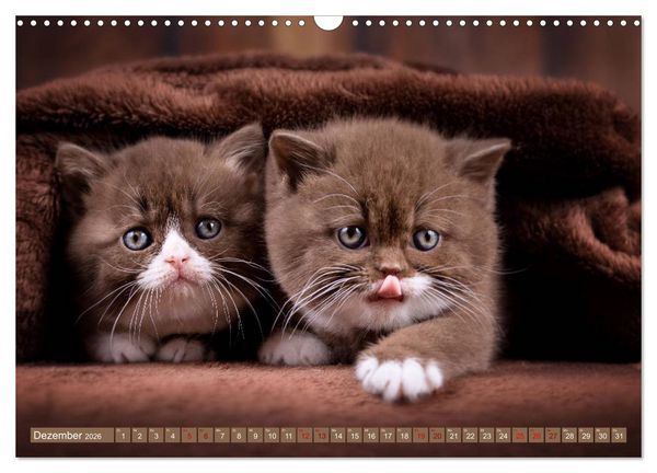 Produktbild: Katzenkinder - Britisch Kurzhaar (Wandkalender 2026 DIN A3 quer), CALVENDO Monatskalender