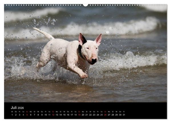 Produktbild: Bullterrier 2026 - Kleine Clowns mit gro&szlig;em Herz (hochwertiger Premium Wandkalender 2026 DIN A2 quer), Kunstdruck in Hochglanz