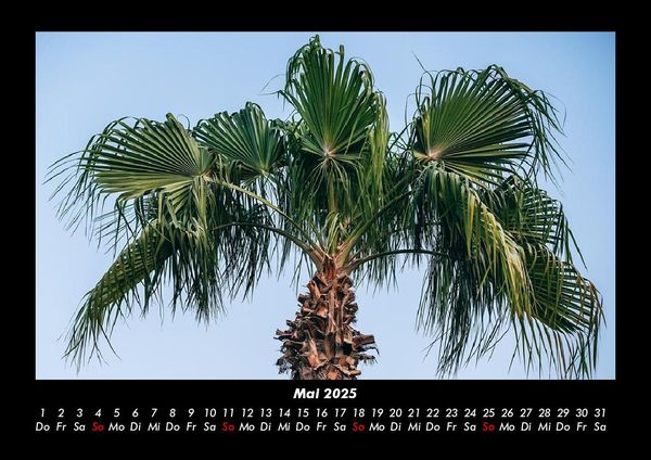Produktbild: Palmentraum 2025 Fotokalender DIN A3