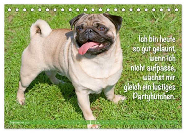 Produktbild: Mopsala: Vom Gl&uuml;ck, ein Mops zu sein (Tischkalender 2026 DIN A5 quer), CALVENDO Monatskalender