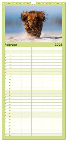 Produktbild: Familienplaner 2026 - DACKEL... wissen was sie wollen... (und was nicht...) mit 5 Spalten (Wandkalender, 21 x 45 cm) CALVENDO