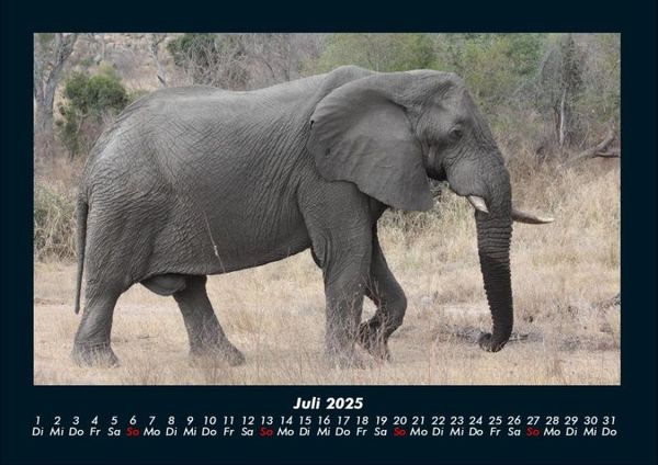 Produktbild: Der Elefantenkalender 2025 Fotokalender DIN A4