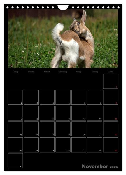 Produktbild: Zwergziegen (Wandkalender 2026 DIN A4 hoch), CALVENDO Monatskalender