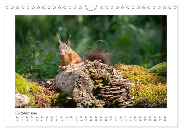 Produktbild: Slowenien - Wilde B&auml;ren und zauberhafte Natur (Wandkalender 2026 DIN A4 quer), CALVENDO Monatskalender