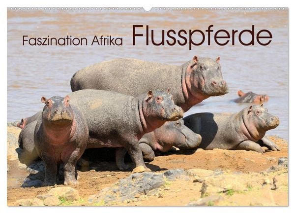 Produktbild: Faszination Afrika: Flusspferde (Wandkalender 2026 DIN A2 quer), CALVENDO Monatskalender