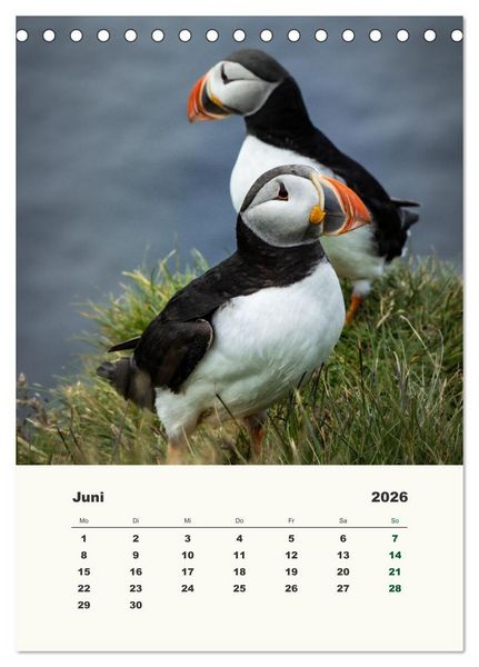 Produktbild: Papageientaucher in Island (Tischkalender 2026 DIN A5 hoch), CALVENDO Monatskalender