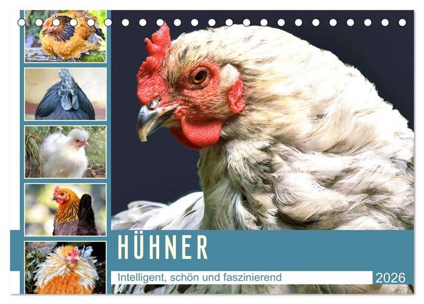 Produktbild: H&uuml;hner. Intelligent, sch&ouml;n und faszinierend (Tischkalender 2026 DIN A5 quer), CALVENDO Monatskalender