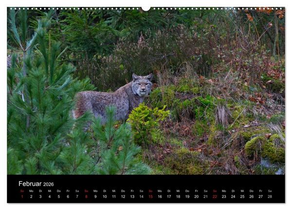 Produktbild: Der Luchs (hochwertiger Premium Wandkalender 2026 DIN A2 quer), Kunstdruck in Hochglanz