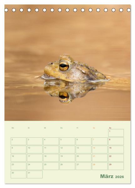 Produktbild: Waldmomente (Tischkalender 2026 DIN A5 hoch), CALVENDO Monatskalender