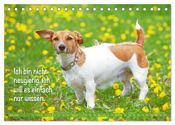 Produktbild: Jack Russell Terrier: Komm spielen (Tischkalender 2026 DIN A5 quer), CALVENDO Monatskalender