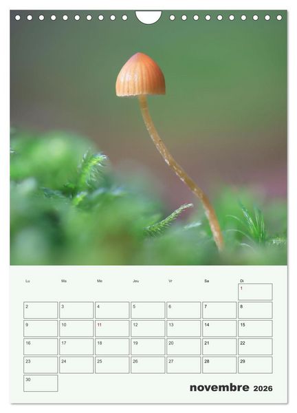 Produktbild: Champignons magiques - Beaut&eacute;s &eacute;ph&eacute;m&egrave;res (Calendrier mural 2026 DIN A4 horizontal), CALVENDO calendrier mensuel