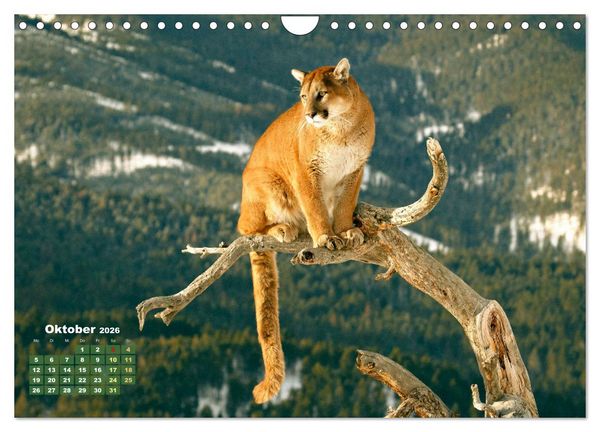 Produktbild: Puma: Auf leisen Pfoten (Wandkalender 2026 DIN A4 quer), CALVENDO Monatskalender