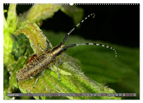 Produktbild: ABENTEUER K&Auml;FER (hochwertiger Premium Wandkalender 2026 DIN A2 quer), Kunstdruck in Hochglanz