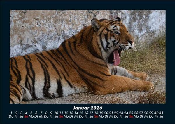 Produktbild: Tiger 2026 Fotokalender DIN A5