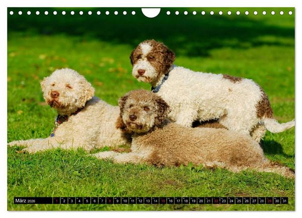 Produktbild: Lagotto Romagnolo - Italienischer Tr&uuml;ffelhund (Wandkalender 2026 DIN A4 quer), CALVENDO Monatskalender