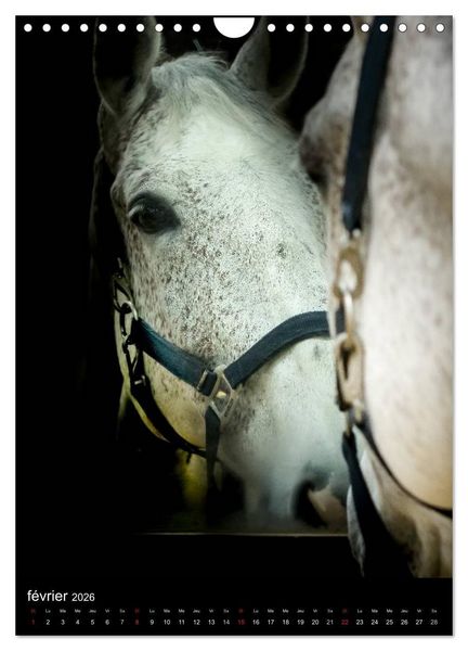 Produktbild: Chevaux en Portraits (Calendrier mural 2026 DIN A4 horizontal), CALVENDO calendrier mensuel