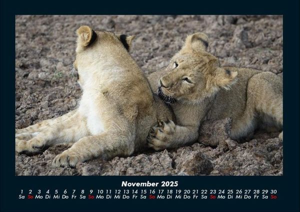 Produktbild: L&ouml;wen in der Wildnis 2025 Fotokalender DIN A4
