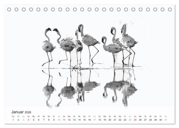 Produktbild: Flamingo Impressionen 2026 (Tischkalender 2026 DIN A5 quer), CALVENDO Monatskalender