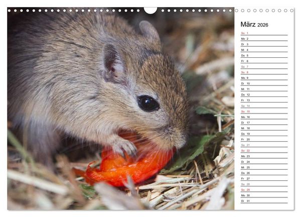 Produktbild: Mausebande (Wandkalender 2026 DIN A3 quer), CALVENDO Monatskalender