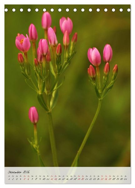 Produktbild: Florale Meisterwerke der Natur (Tischkalender 2026 DIN A5 hoch), CALVENDO Monatskalender
