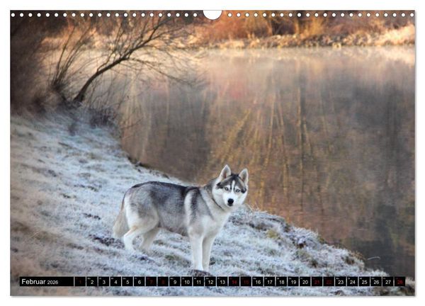 Produktbild: Faszination Husky (Wandkalender 2026 DIN A3 quer), CALVENDO Monatskalender