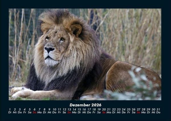 Produktbild: L&ouml;wen in der Wildnis 2026 Fotokalender DIN A4