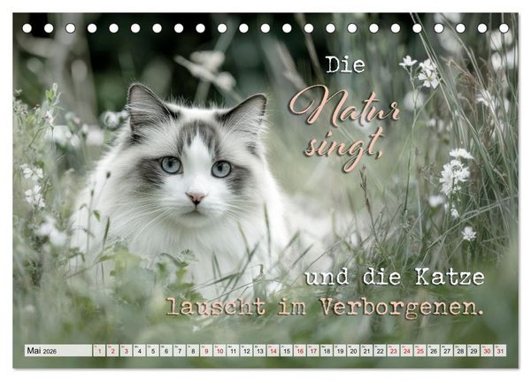 Produktbild: Katzenpoesie - Herzber&uuml;hrende Verse (Tischkalender 2026 DIN A5 quer), CALVENDO Monatskalender