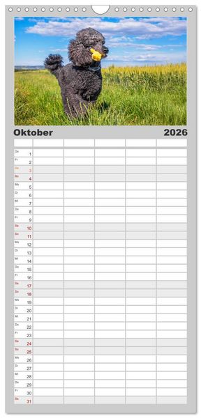 Produktbild: Familienplaner 2026 - Pudel - Gl&uuml;ck auf vier Pfoten mit 5 Spalten (Wandkalender, 21 x 45 cm) CALVENDO