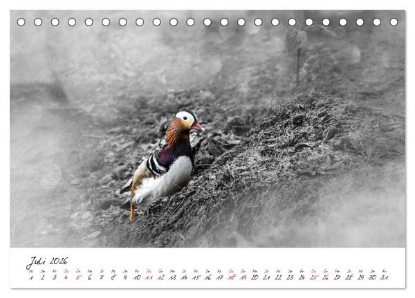 Produktbild: Abenteuer einer Mandarinente (Tischkalender 2026 DIN A5 quer), CALVENDO Monatskalender