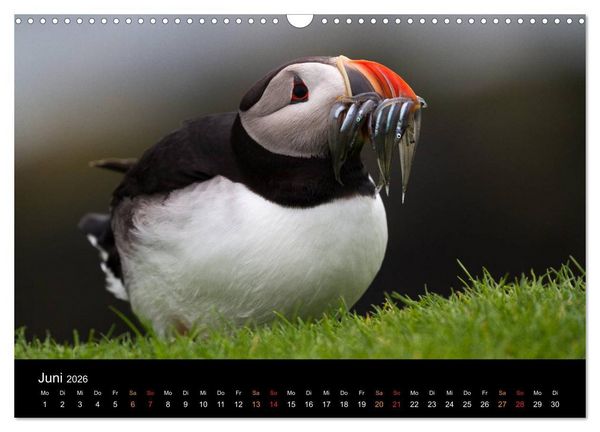 Produktbild: Welt der Papageitaucher (Wandkalender 2026 DIN A3 quer), CALVENDO Monatskalender
